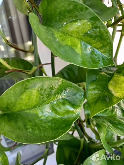 Эпипремнум Глобал Грин