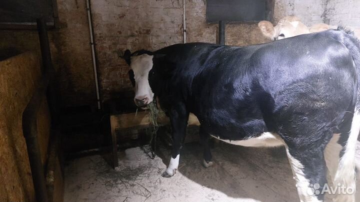 Тёлка на мясо