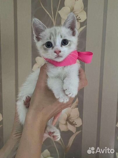 Котятам очень нужен дом