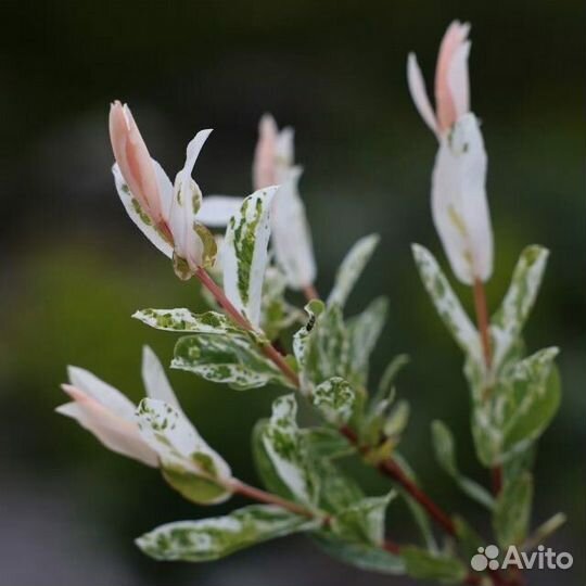 Ива сортовая черенки