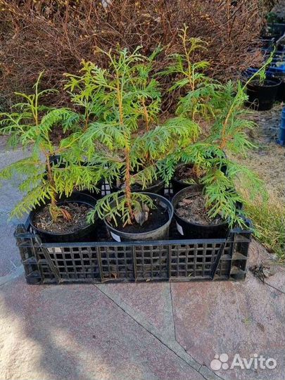 Туя брабант