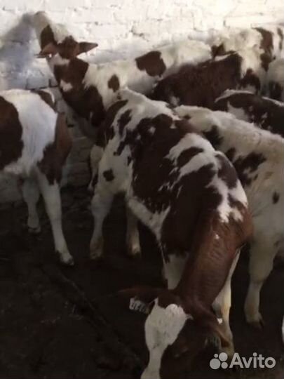 Телята бычки на мясо