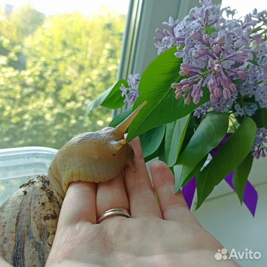 Улитки ахатины бесплатно