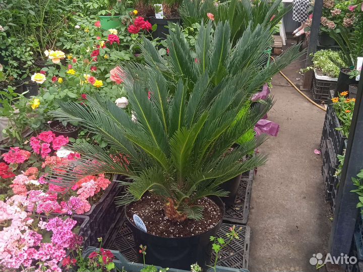 Сановник (цикас)