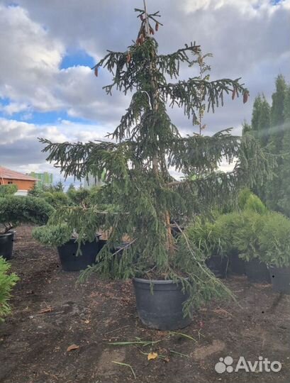 Ель Ауреоспиката