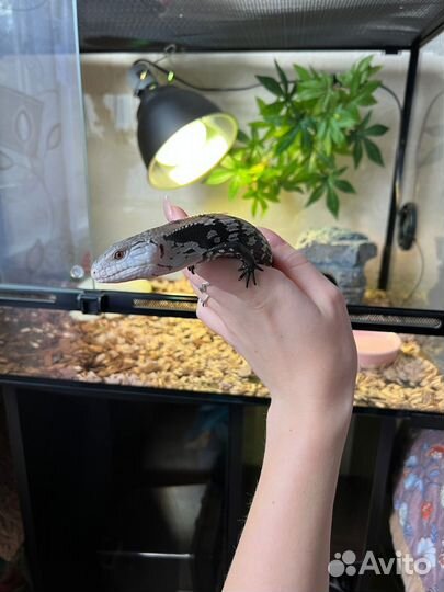 Синеязыкий сцинк