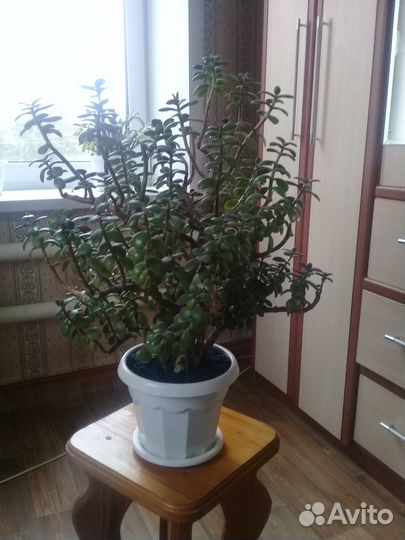 Денежное дерево толстянка