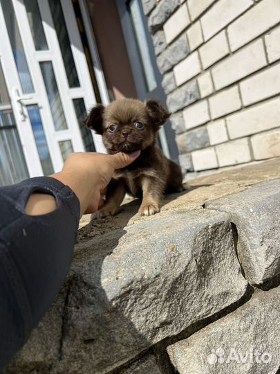 Щенки чихуахуа