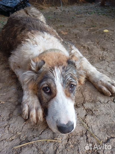 Алабай, девочка, 6 месяцев, 10 т