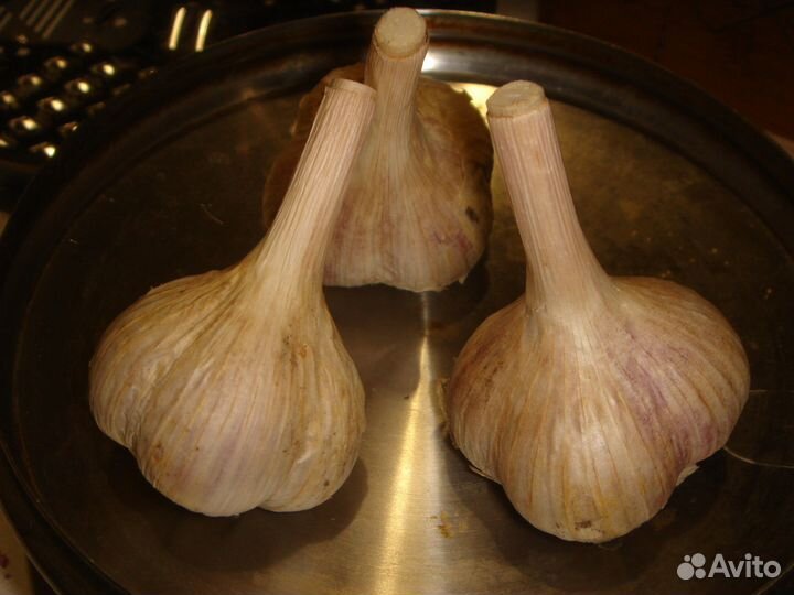 Мак маки, многолетние цветы