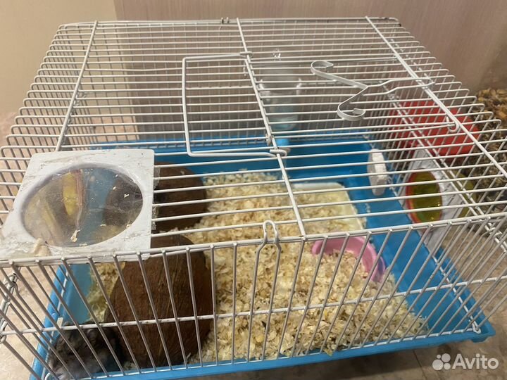 Клетка для грызуно и 2 хомяка