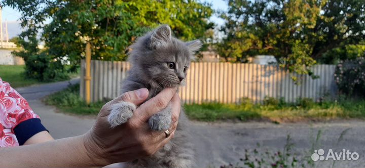 Домашние животные кошки