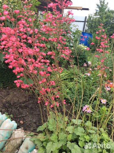 Многолетники цветы, кустарники