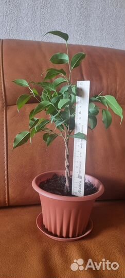 Фикус бенджамина плетеный