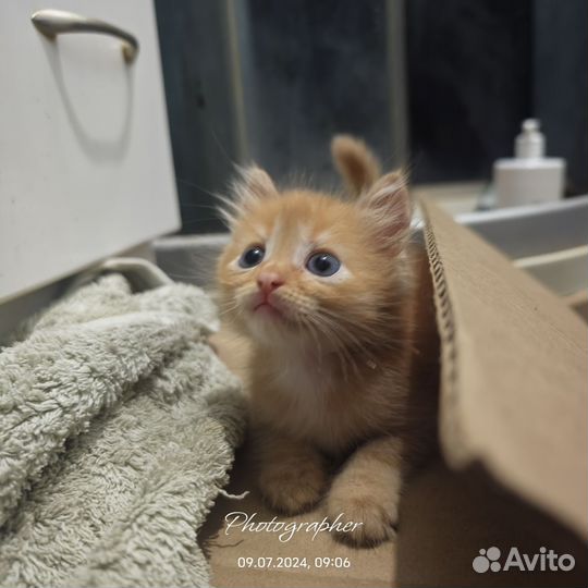 Котенок Рыжик