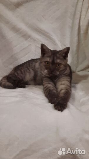 Шотландская