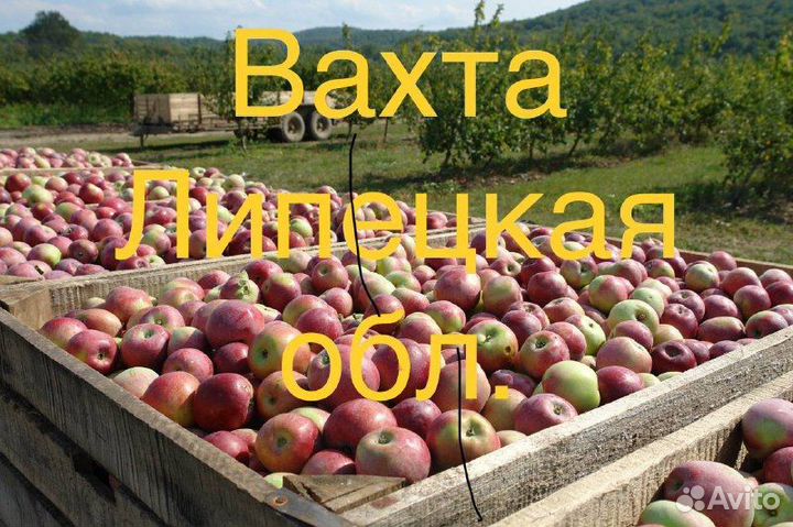 Работа на сбор яблоки вахта