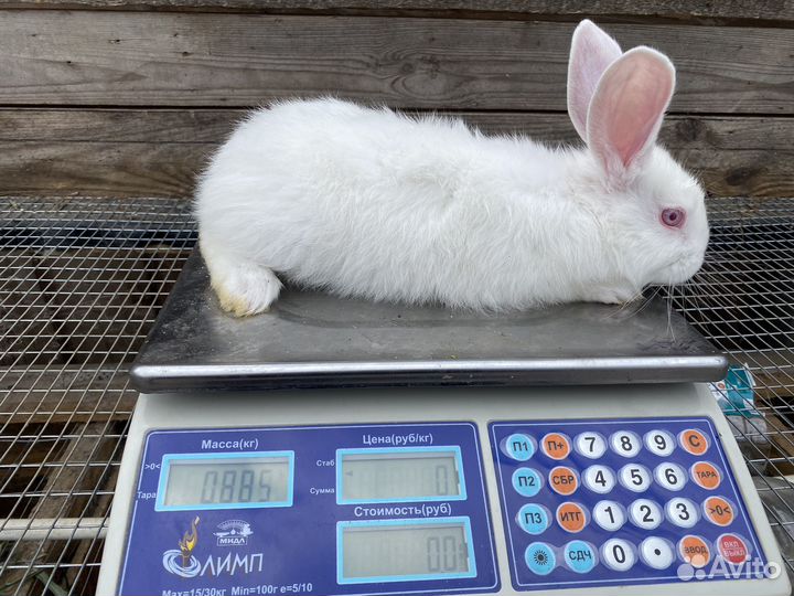 Кролики белый паннон