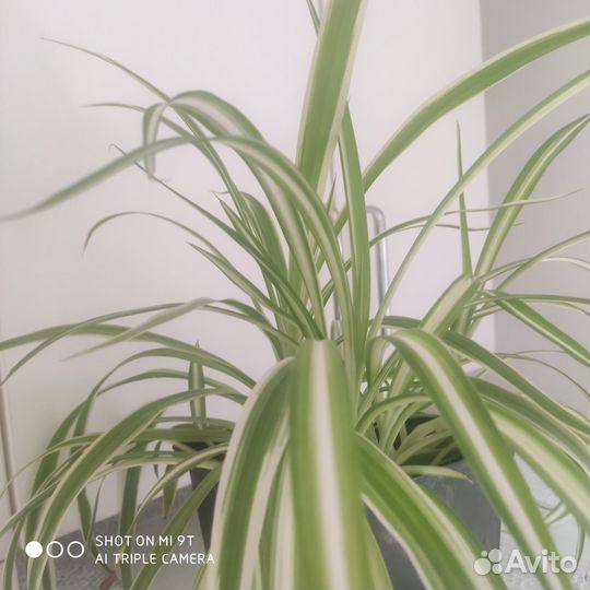 Комнатные растения цветы