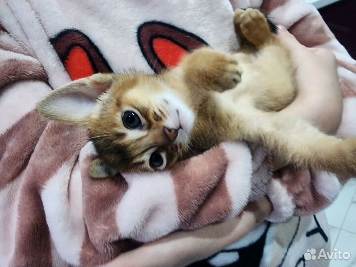 Абиссинские котята