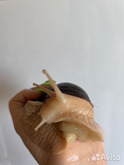 Улитки ахатины