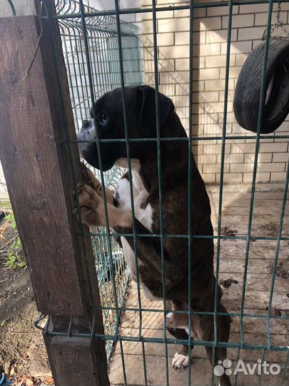 Немецкий боксер