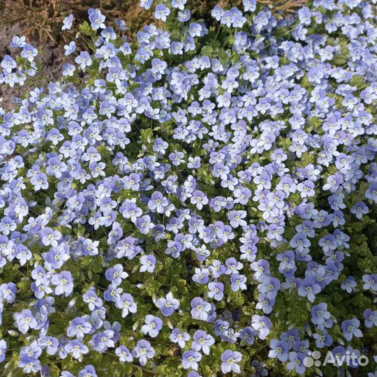 Тимьян ползучий,орегано и другие