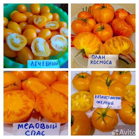 Томаты сортовые желтые семена