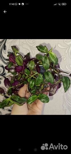 Традесканции сортовые