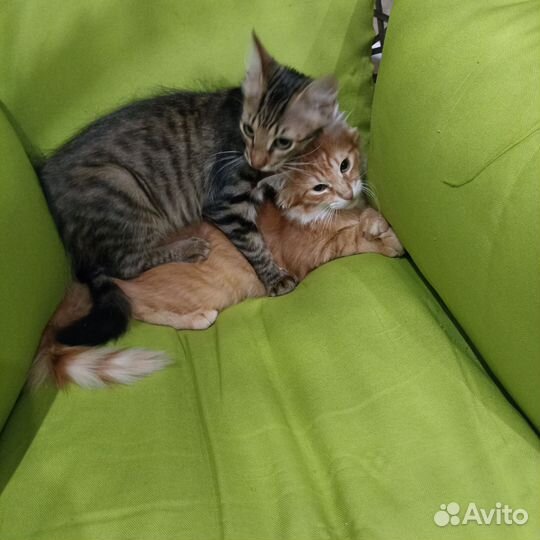 Кошечка 4 месяца