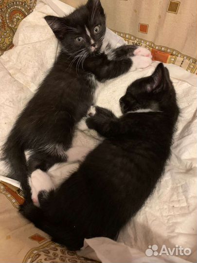 Кошки в добрые руки бесплатно