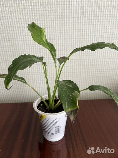 Спатифиллум (женское счастье)