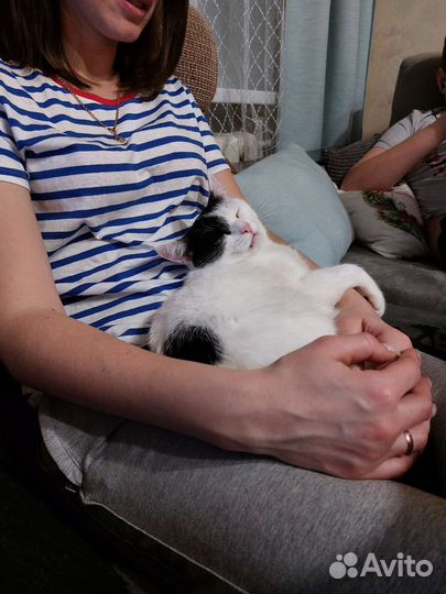 Индивидуальная передержка животных vipзоогостиница