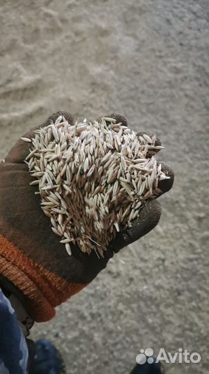 Зерно овес горох кукуруза ячмень