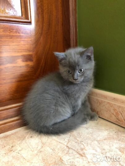 Британские котята