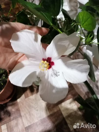 Гибискус, китайская роза