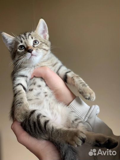 Отдадим котят