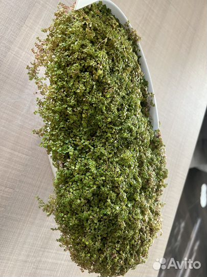 Горшечные растения