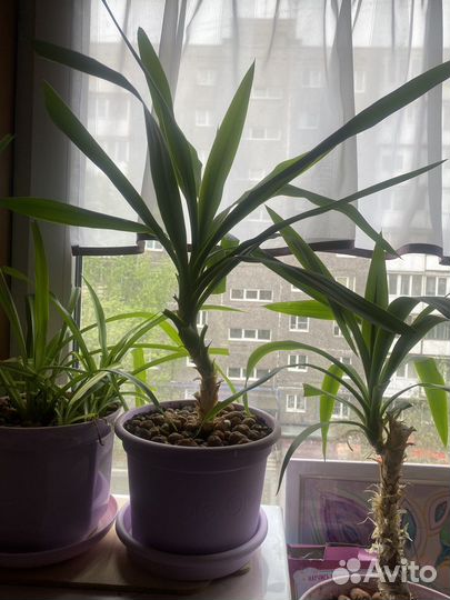 Комнатные растения цветы юкка