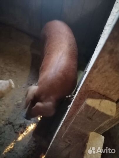 Поросята свиноматки