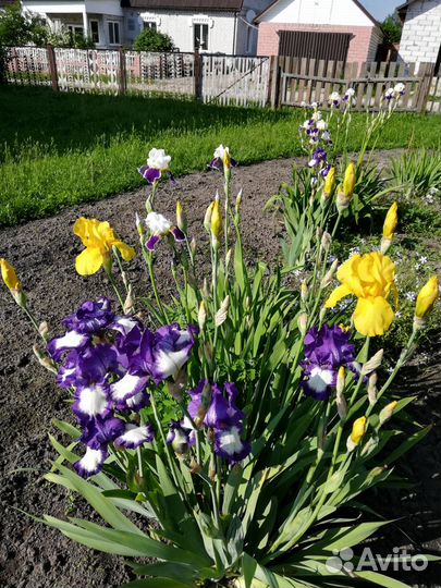 Ирисы