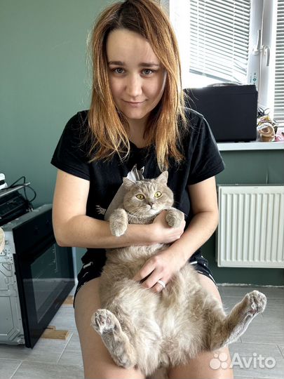 Передержка животных