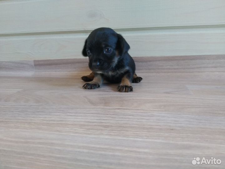 Продам щенков