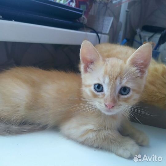 Котята милашки