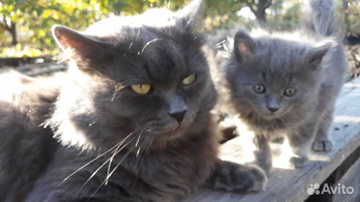 Котята в добрые руки
