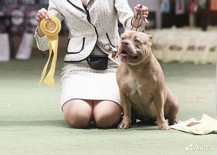 Американский булли