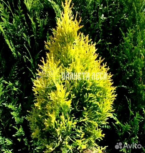 Туя западная Голден Смарагд Морозостойка