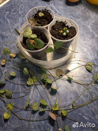 Церопегия вуда