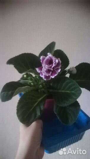 Глоксиния цветущая