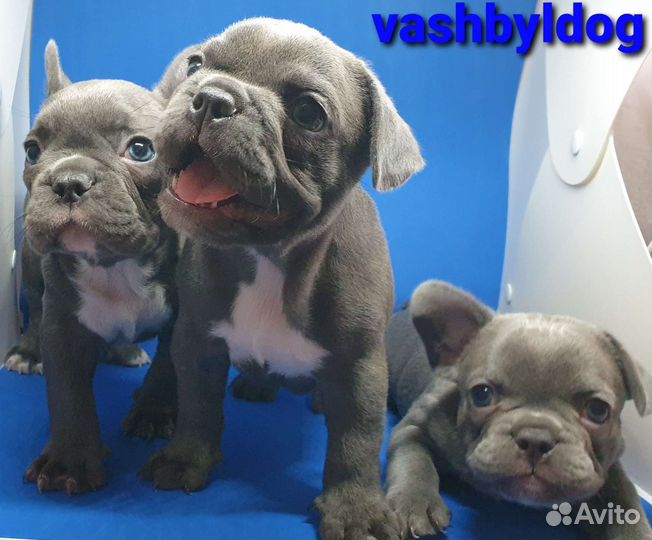 В голубом окрасе французский бульдог